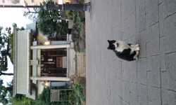 神社に住まうお猫様